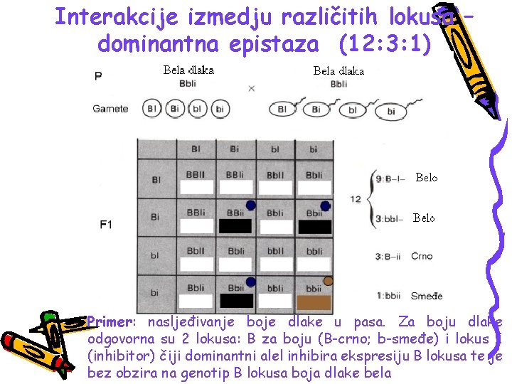 Interakcije izmedju različitih lokusa – dominantna epistaza (12: 3: 1) Primer: nasljeđivanje boje dlake