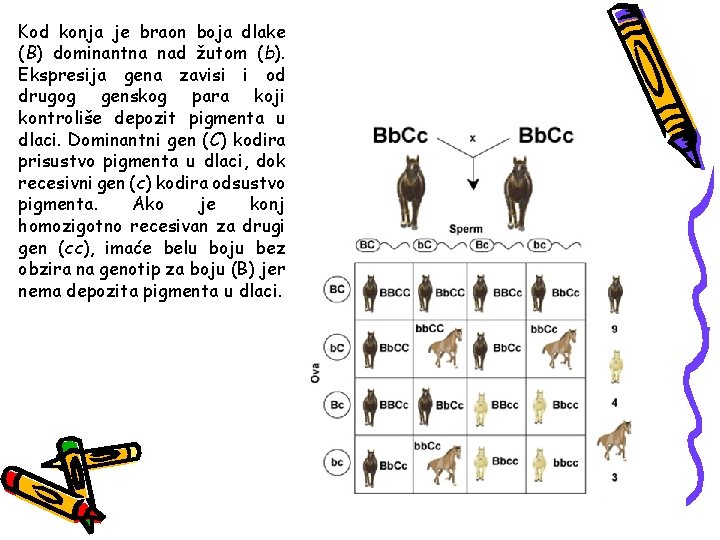 Kod konja je braon boja dlake (B) dominantna nad žutom (b). Ekspresija gena zavisi