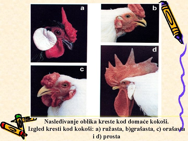 Nasleđivanje oblika kreste kod domaće kokoši. Izgled kresti kod kokoši: a) ružasta, b)grašasta, c)