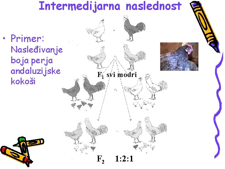 Intermedijarna naslednost • Primer: Nasleđivanje boja perja andaluzijske kokoši F 1 svi modri F