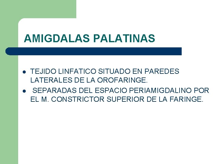 AMIGDALAS PALATINAS l l TEJIDO LINFATICO SITUADO EN PAREDES LATERALES DE LA OROFARINGE. SEPARADAS AMIGDALAS PALATINAS l l TEJIDO LINFATICO SITUADO EN PAREDES LATERALES DE LA OROFARINGE. SEPARADAS
