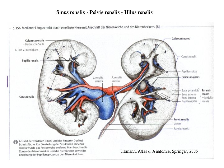 Sinus renalis - Pelvis renalis - Hilus renalis Tillmann, Atlas d. Anatomie, Springer, 2005