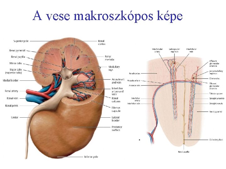 A vese makroszkópos képe Berti ni 