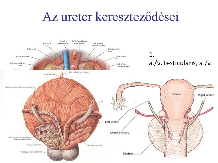 Az ureter kereszteződései 1. a. /v. testicularis, a. /v. ovarica 2. A. /v. iliacae