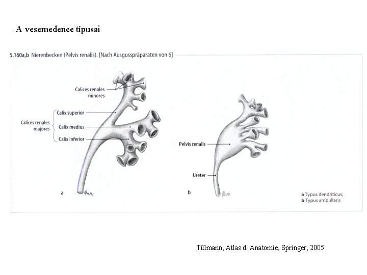 A vesemedence típusai Tillmann, Atlas d. Anatomie, Springer, 2005 