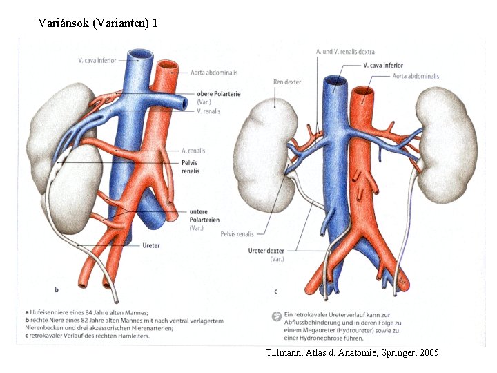 Variánsok (Varianten) 1 Tillmann, Atlas d. Anatomie, Springer, 2005 