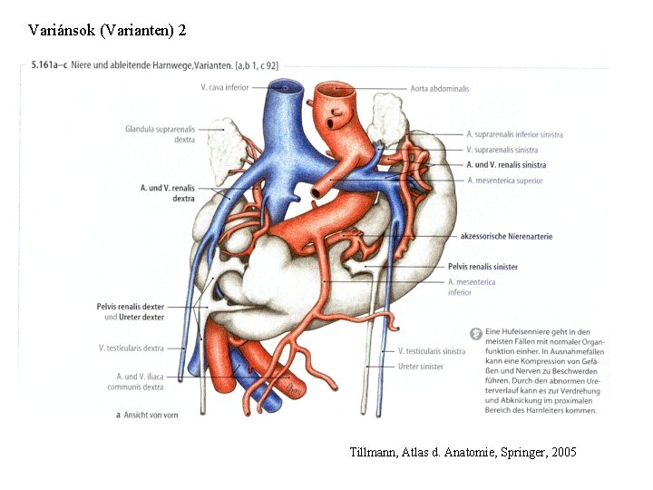 Variánsok (Varianten) 2 Tillmann, Atlas d. Anatomie, Springer, 2005 