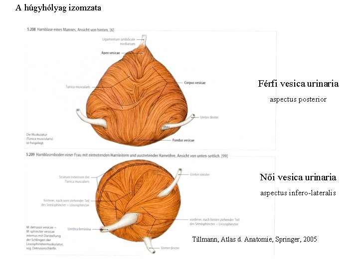 A húgyhólyag izomzata Férfi vesica urinaria aspectus posterior Női vesica urinaria aspectus infero-lateralis Tillmann,