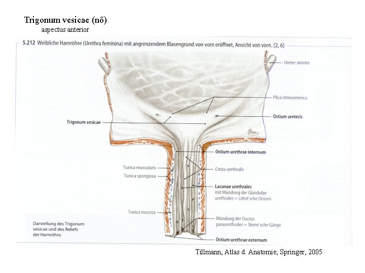 Trigonum vesicae (nő) aspectus anterior Tillmann, Atlas d. Anatomie, Springer, 2005 