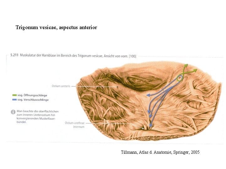 Trigonum vesicae, aspectus anterior Tillmann, Atlas d. Anatomie, Springer, 2005 