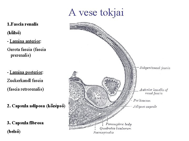 A vese tokjai 1. Fascia renalis (külső) - Lamina anterior: Gerota fascia (fascia prerenalis)