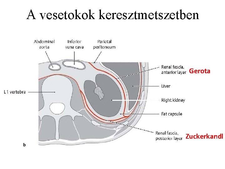A vesetokok keresztmetszetben Gerota Zuckerkandl 