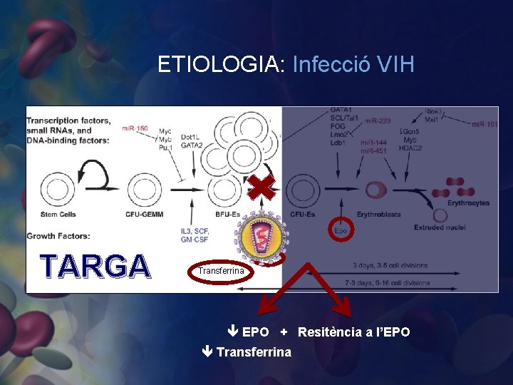 ETIOLOGIA: Infecció VIH TARGA Transferrina EPO + Resitència a l’EPO Transferrina 