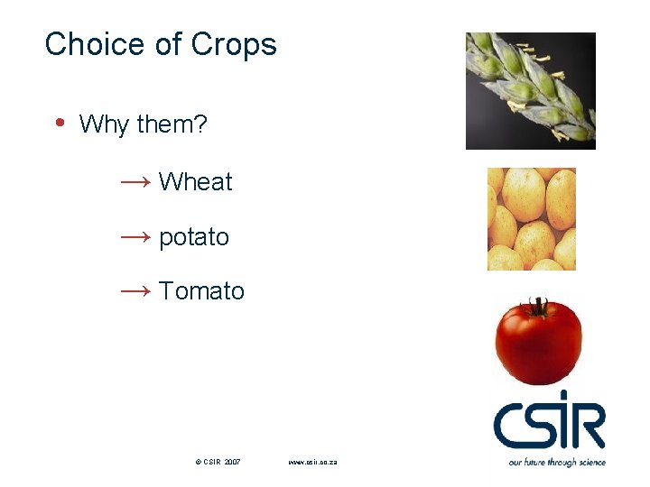 Choice of Crops • Why them? → Wheat → potato → Tomato © CSIR