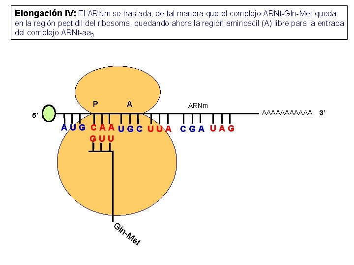 Elongación IV: El ARNm se traslada, de tal manera que el complejo ARNt-Gln-Met queda
