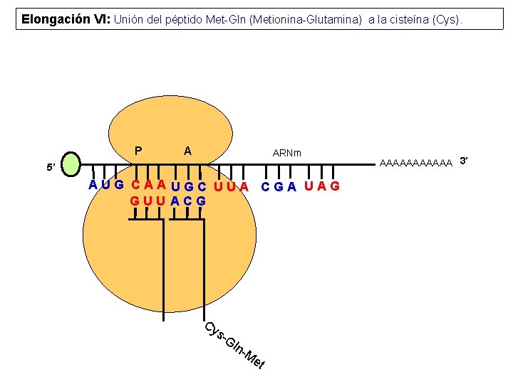 Elongación VI: Unión del péptido Met-Gln (Metionina-Glutamina) a la cisteína (Cys). P A ARNm