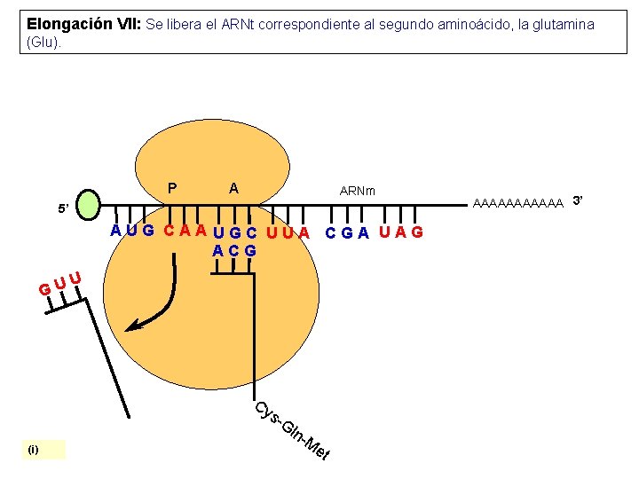 Elongación VII: Se libera el ARNt correspondiente al segundo aminoácido, la glutamina (Glu). P