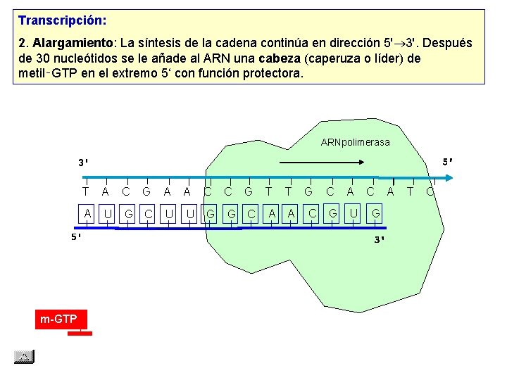 Transcripción: 2. Alargamiento: La síntesis de la cadena continúa en dirección 5' 3'. Después