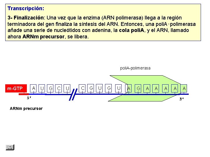 Transcripción: 3 - Finalización: Una vez que la enzima (ARN polimerasa) llega a la