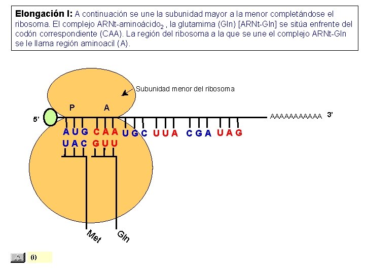 Elongación I: A continuación se une la subunidad mayor a la menor completándose el