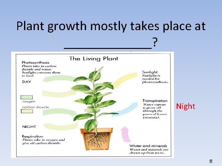 Plant growth mostly takes place at _______? Night 8 