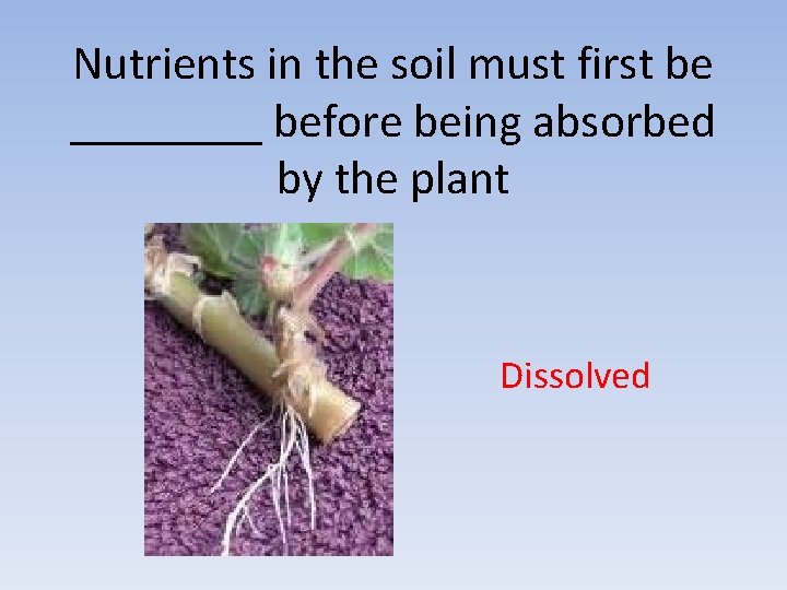Nutrients in the soil must first be ____ before being absorbed by the plant