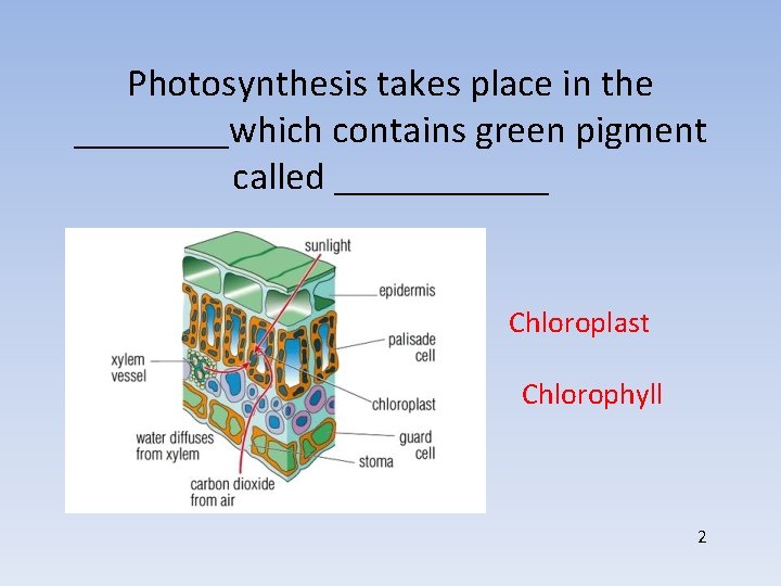 Photosynthesis takes place in the ____which contains green pigment called ______ Chloroplast Chlorophyll 2