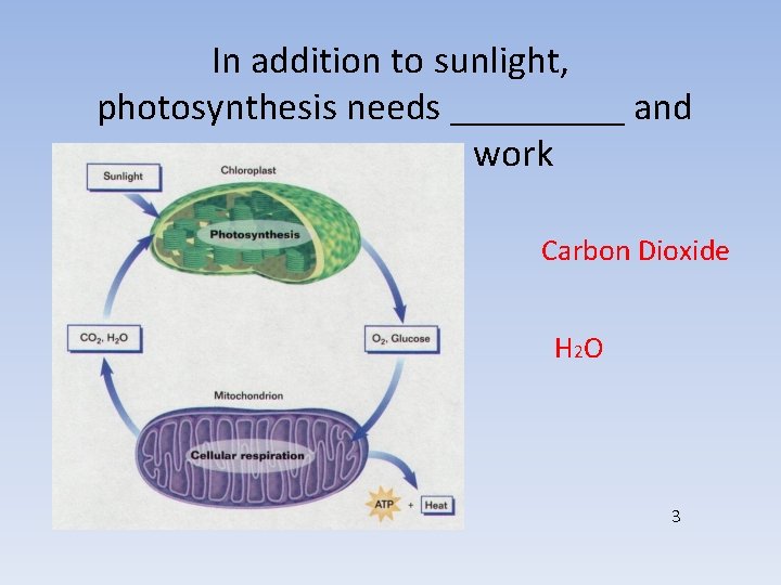 In addition to sunlight, photosynthesis needs _____ and _____ to work Carbon Dioxide H