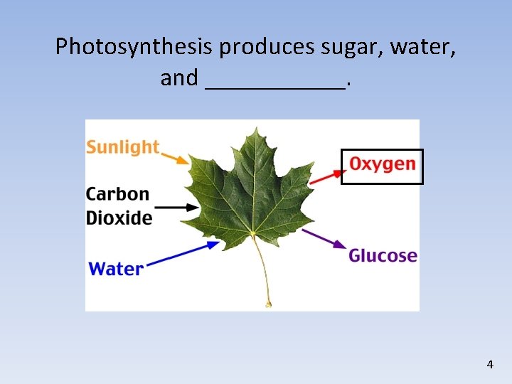 Photosynthesis produces sugar, water, and ______. 4 