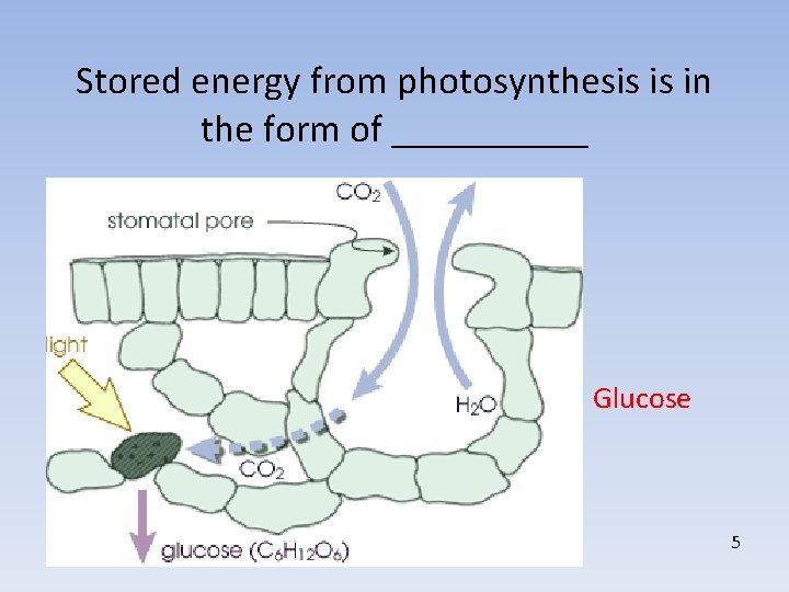 Stored energy from photosynthesis is in the form of _____ Glucose 5 