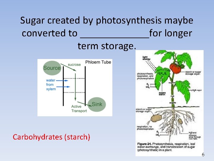 Sugar created by photosynthesis maybe converted to _______for longer term storage. Carbohydrates (starch) 6