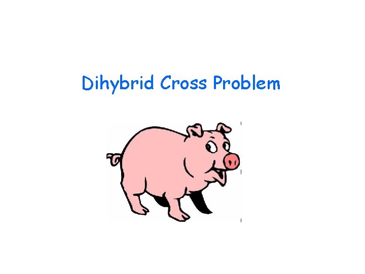 Dihybrid Cross Problem 