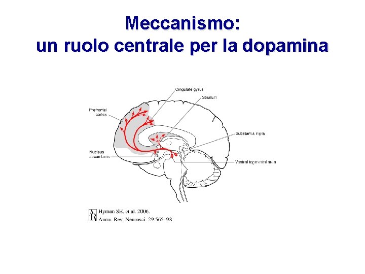 Meccanismo: un ruolo centrale per la dopamina 