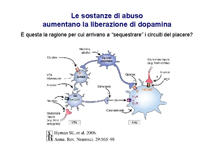Le sostanze di abuso aumentano la liberazione di dopamina È questa la ragione per