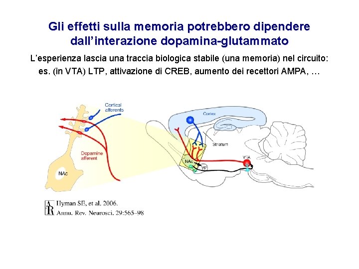 Gli effetti sulla memoria potrebbero dipendere dall’interazione dopamina-glutammato L’esperienza lascia una traccia biologica stabile