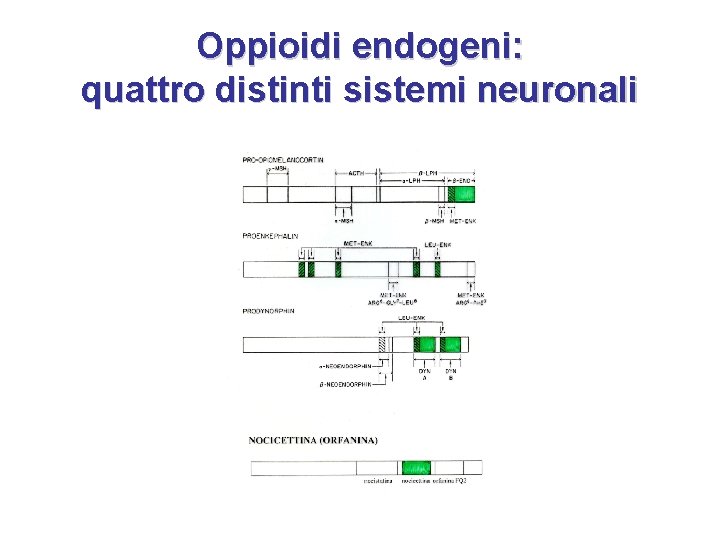 Oppioidi endogeni: quattro distinti sistemi neuronali 