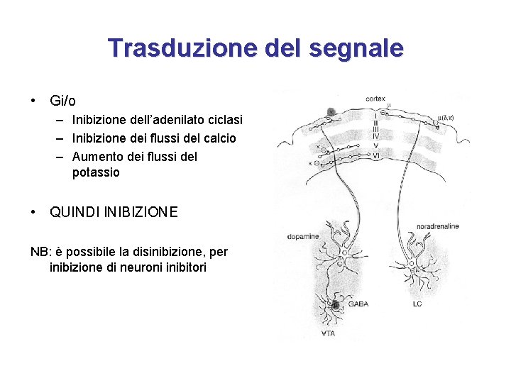 Trasduzione del segnale • Gi/o – Inibizione dell’adenilato ciclasi – Inibizione dei flussi del