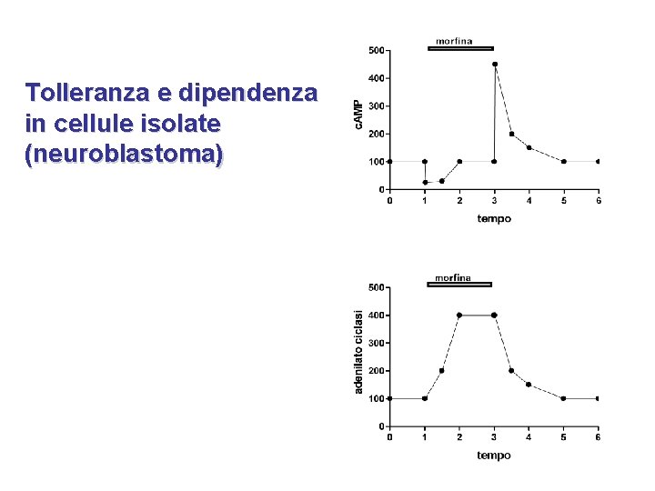 Tolleranza e dipendenza in cellule isolate (neuroblastoma) 