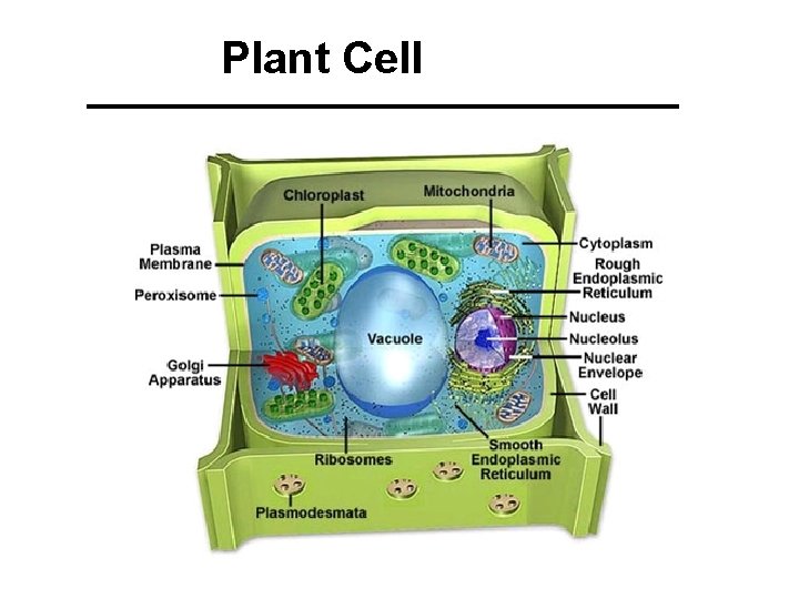 Plant Cell 