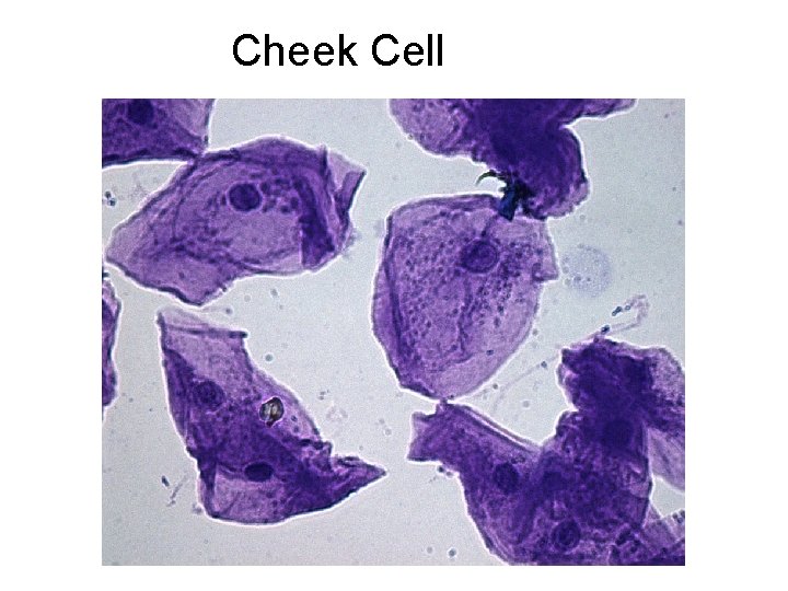 Cheek Cell 