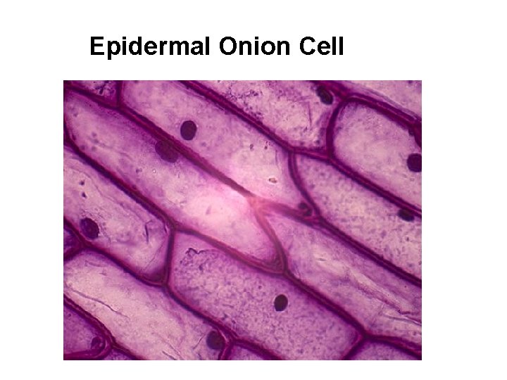 Epidermal Onion Cell 