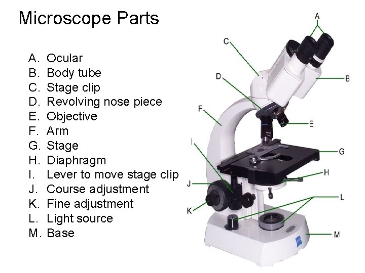 Microscope Parts A. B. C. D. E. F. G. H. I. J. K. L.