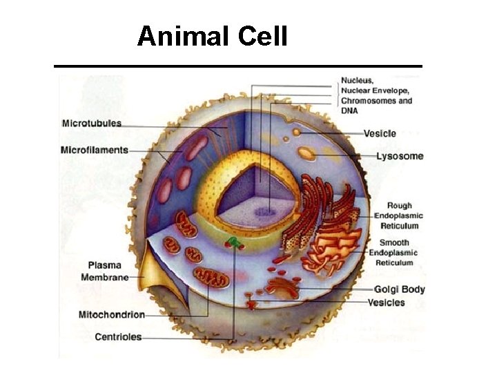 Animal Cell 