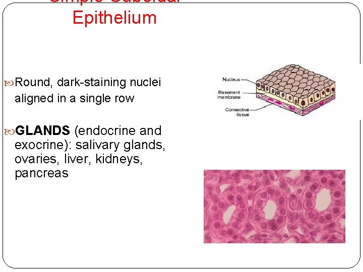 Simple Cuboidal Epithelium Round, dark-staining nuclei aligned in a single row GLANDS (endocrine and