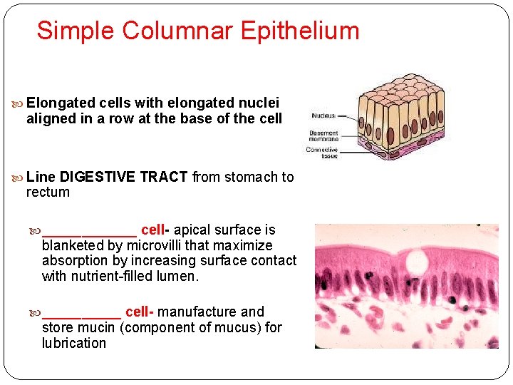 Simple Columnar Epithelium Elongated cells with elongated nuclei aligned in a row at the