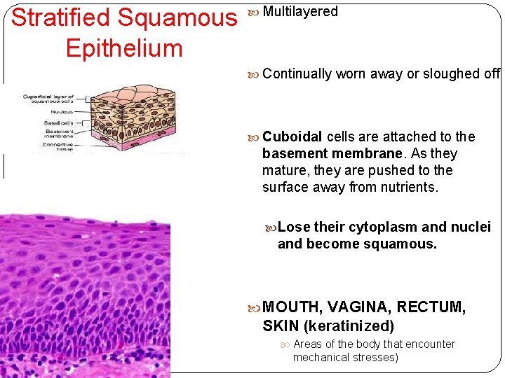 Stratified Squamous Epithelium Multilayered Continually worn away or sloughed off Cuboidal cells are attached