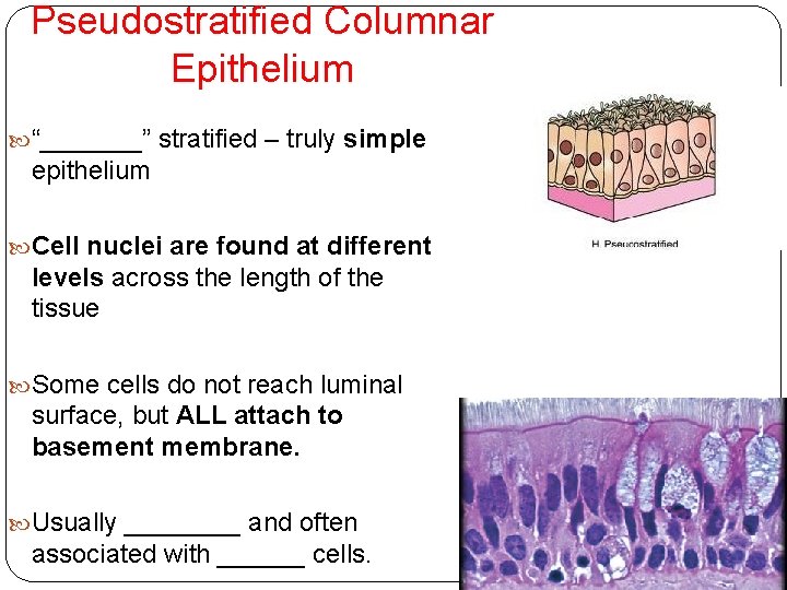 Pseudostratified Columnar Epithelium “_______” stratified – truly simple epithelium Cell nuclei are found at