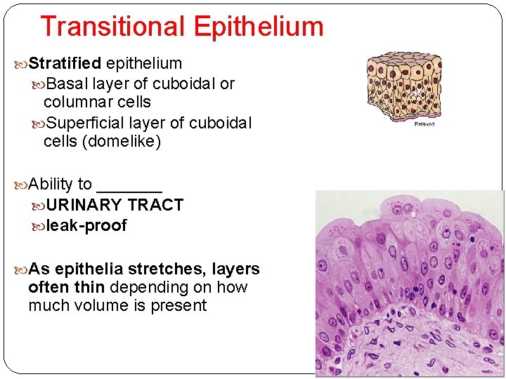 Transitional Epithelium Stratified epithelium Basal layer of cuboidal or columnar cells Superficial layer of