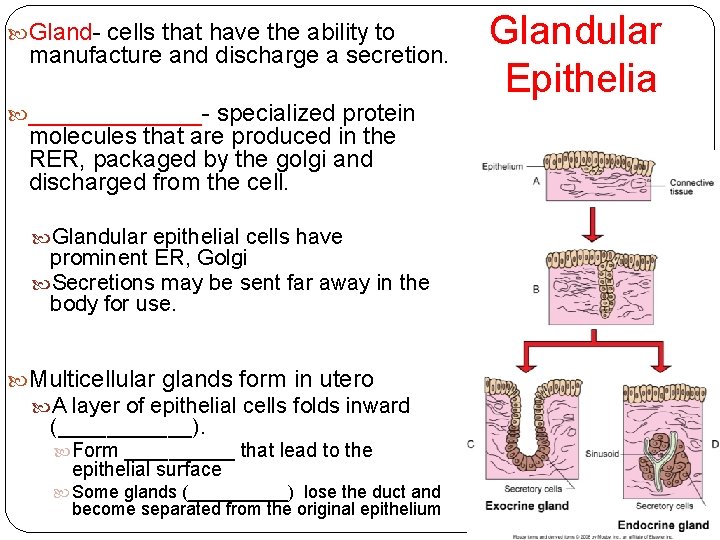  Gland- cells that have the ability to manufacture and discharge a secretion. _______-
