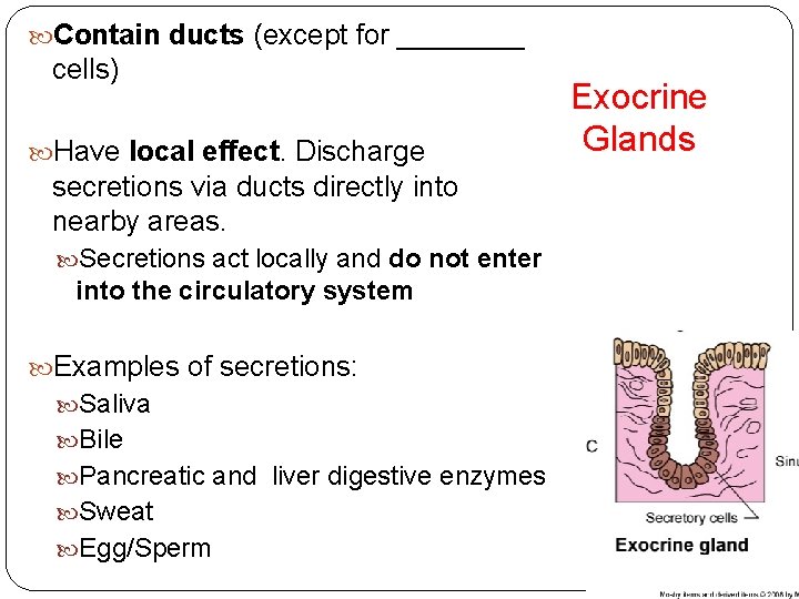  Contain ducts (except for ____ cells) Have local effect. Discharge secretions via ducts